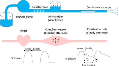 Comprehensive assessments of pulmonary circulation in children with pulmonary hypertension associated with congenital heart disease